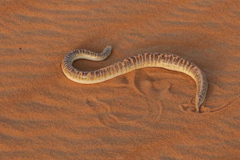 p2_snake.jpg
