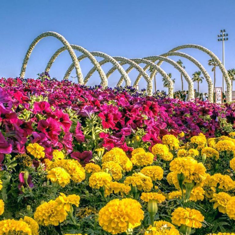 Colorful-flourishing-flowers-at-the-Yanbu-Flower-Festival.jpg