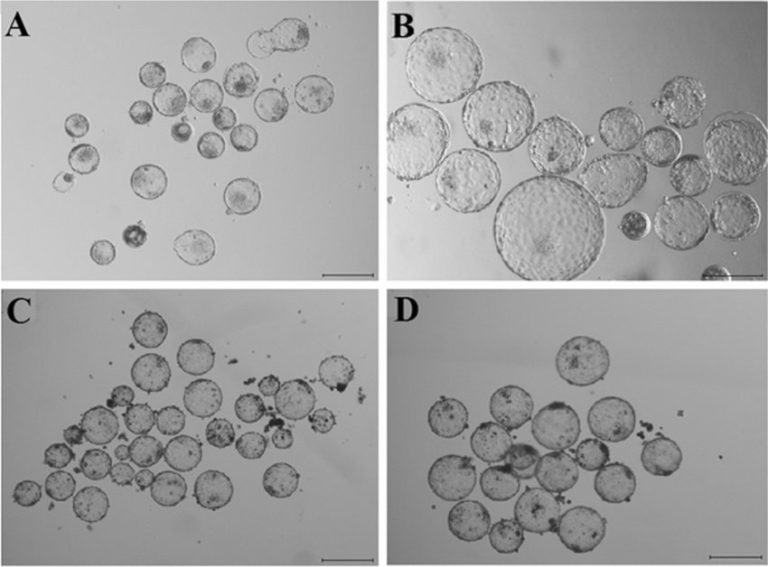 Dromedary-camel-cloned-blastocysts-produced-using-cNT-Vitro-a-cNT-Vivo-b-mHMC-Vitro.jpg