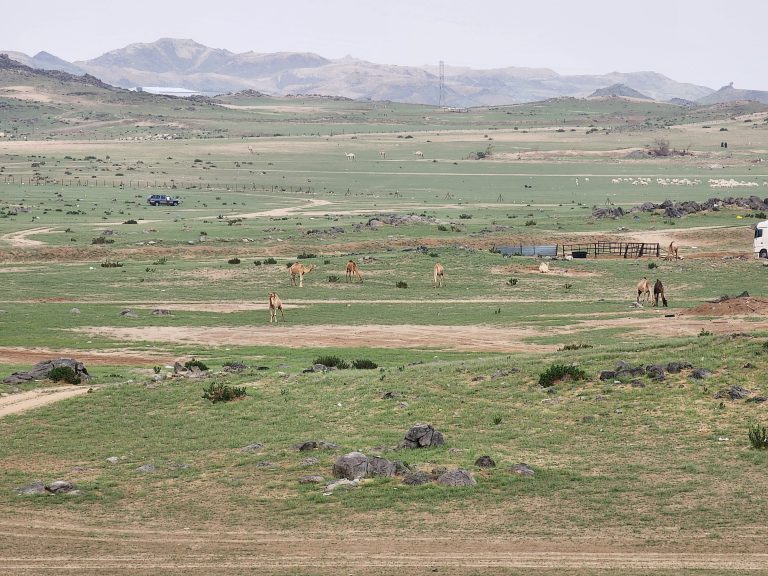 camels-range-plain-turned-green-789207765.jpg