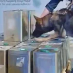 മദീന ബസ്സപകടത്തിൽ മരിച്ചവരുടെ ഖബറടക്കം മദീനയിൽ പൂർത്തിയായി