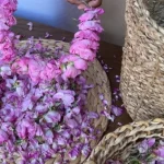 നായ്ക്കളുടെയും പൂച്ചകളുടെയും വാണിജ്യ ഇറക്കുമതി കുവൈറ്റ് നിരോധിച്ചു