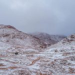 അപ്രതീക്ഷിത സ്വീകാര്യവുമായി കിംഗ് അബ്ദുൽ അസീസ് ഒട്ടക ഫെസ്റ്റിവൽ