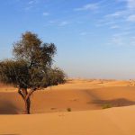 ഇറാഖി കുർദിസ്ഥാൻ ആരോഗ്യ മന്ത്രാലയത്തിന് കെഎസ് റിലീഫ് 14 ആംബുലൻസുകൾ നൽകി