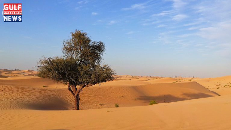 Saudi-Arabia-Plans-to-Plant-50-BILLION-Trees02.jpg