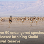 അൽ-ജൗഫിലേക്ക് 911 സേവനം; പുതിയ സുരക്ഷാ കേന്ദ്രത്തിന് തുടക്കം