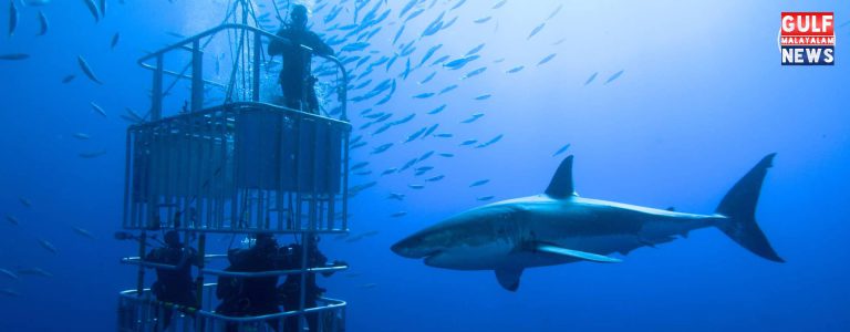 full-day-shark-cage-diving-banner.jpg