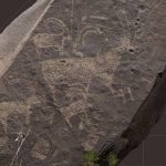 കാഴ്ചക്കാരെ വിസ്മയിപ്പിച്ച് അൽ-ലിത്തിലെ ഡോൾഫിൻ കൂട്ടങ്ങൾ