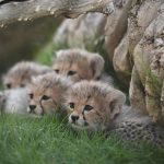 പ്രവാസികൾക്ക് ഫോട്ടോ അപ്ഡേറ്റ് ചെയ്യാനുള്ള ഓപ്ഷൻ ഉൾപ്പെടെ നാല് പുതിയ സേവനങ്ങൾ ‘അബ്ഷിർ’ ആരംഭിച്ചു